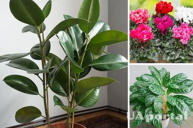 You can get poisoned and not only that: which indoor plants should not be kept at home