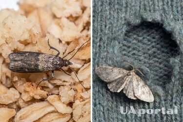 How to completely get rid of moths at home: a biologist's answer