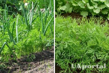 Где лучше сажать зелень