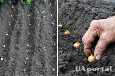Как сажать лук в открытый грунт, чтобы получить большой урожай