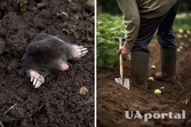 Сельдь и пиво: гуманные способы избавиться от кротов на огороде
