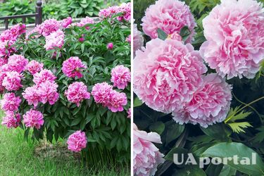 Як правильно виростити півонії