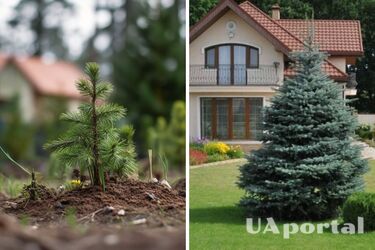 Почему нельзя сажать елки, сосны и туи у дома