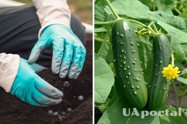 Коли сіяти огірки - Як виростити солодкі огірки без гіркоти