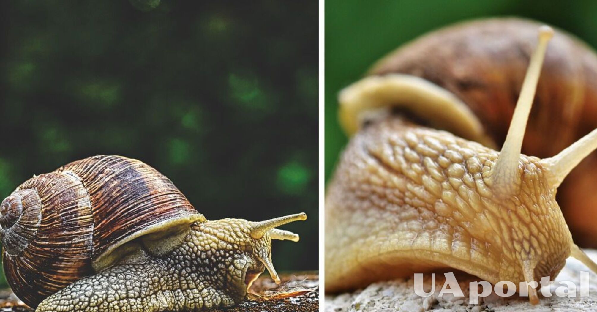 Ancient people ate giant snails 170,000 years ago - scientists