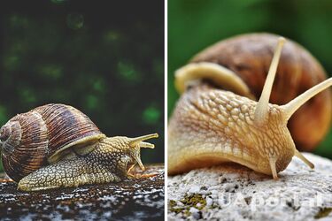 Древние люди ели гигантских улиток 170 000 лет назад – ученые