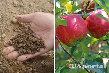 Чем удобрять яблоню, чтобы получить богатый урожай: советы дачников