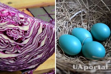 Небесно-блакитний колір: як гарно пофарбувати крашанки червоною капустою на Великдень