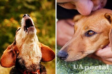 Як зрозуміти, коли собака відчуває біль
