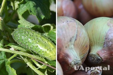 A simple ingredient will help increase the yield of cucumbers: advice from summer residents