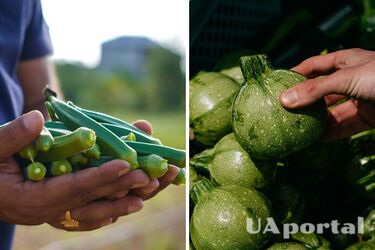 Как выращивать кабачки, чтобы они занимали меньше места на огороде: лайфхаки с ящиками, ведрами и мешками