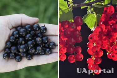 What should be fed to currants to get an incredible harvest: advice from summer residents