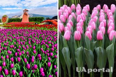Невероятная геометрия на огороде: как вырастить тюльпаны в лотках из-под яиц