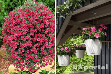 What plants can be planted in a flowerpot to bloom all summer