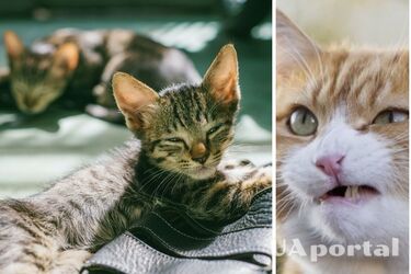 '5 секунд и тыгыдык умолкнет': легкий способ успокоить кошек ночью