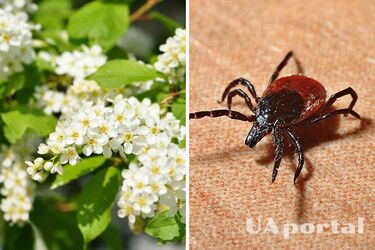 Як позбутися кліщів на дачі: дієві поради