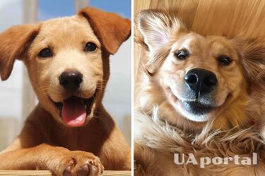 Какие породы собак лучше снимают стресс