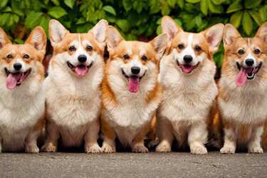 Можно ли заводить в квартире корги