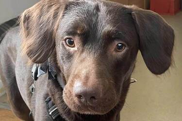 In Britain, a dog was saved from alcoholism for the first time