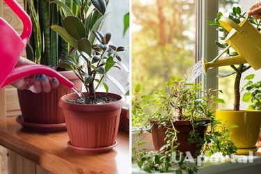 Какие цветы можно поливать минеральной водой, а какие нельзя