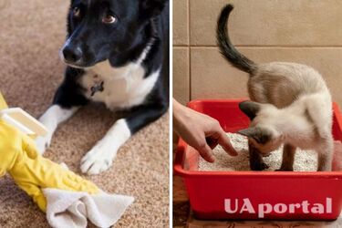 Как убрать запах мочи животных в квартире