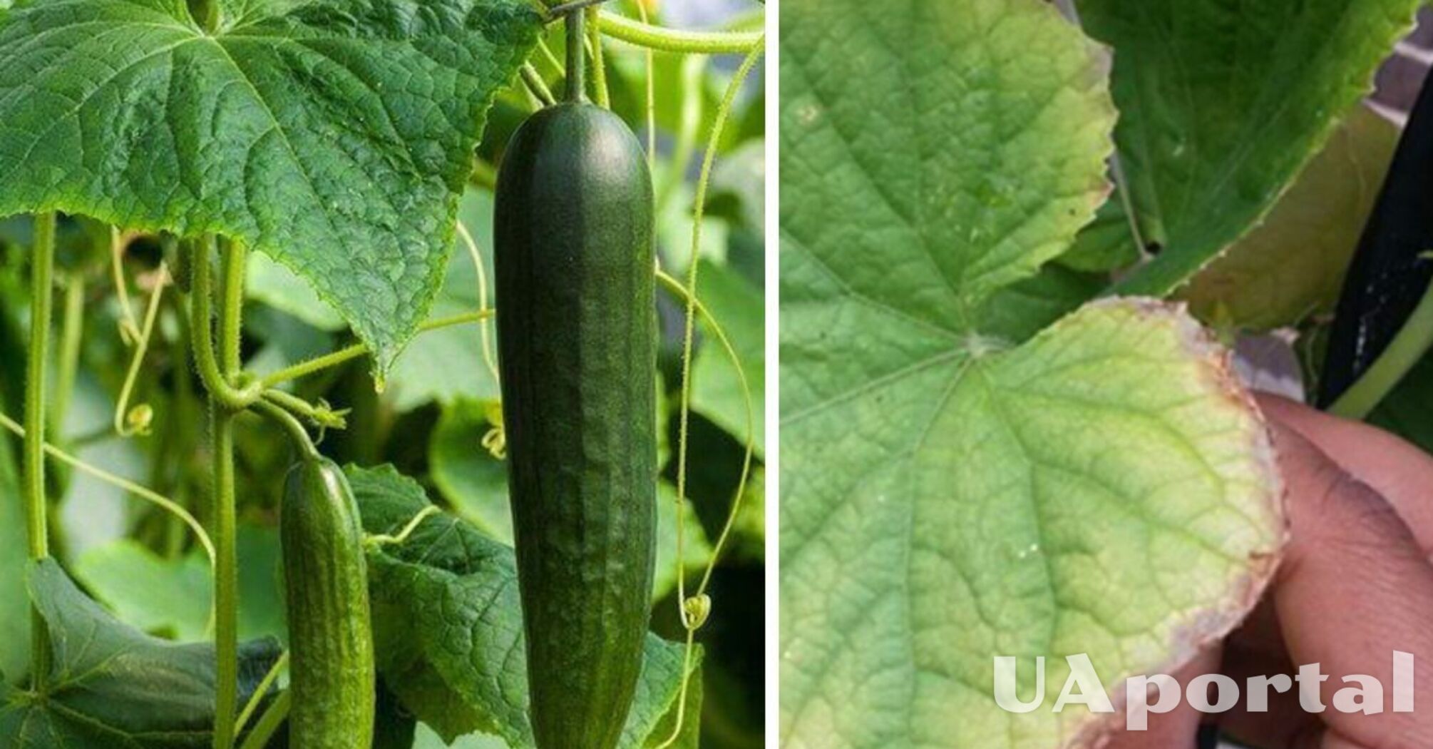 Experienced gardeners explained why cucumber leaves turn yellow and dry and told us how to deal with it