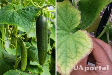 Досвідчені городники пояснили, чому жовтіє та сохне листя огірків та сказали, як з цим боротися