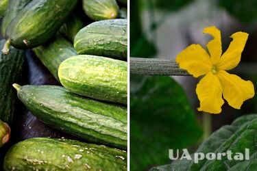 Why summer residents feed cucumbers with vinegar: an unexpected life hack