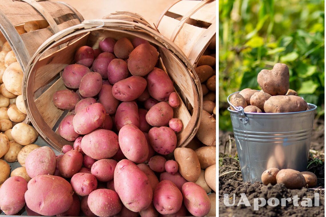 The neighbors will be jealous: How to grow a huge potato crop without chemicals