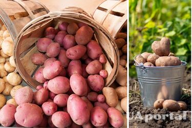 Як удобрити картоплю, щоб отримати великий урожай