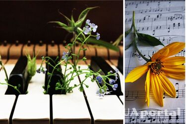 Как музыка влияет на рост растений