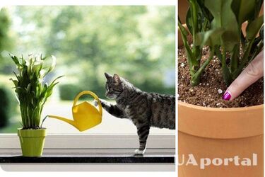 Как поливать растения, когда едешь в отпуск