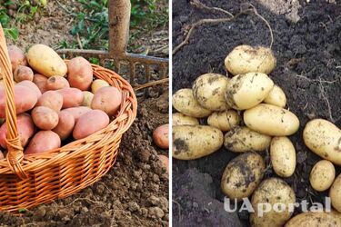 Королева Анна и княгиня: топ-5 самых урожайных сортов картофеля