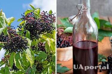 Як зробити спрей із бузини для відлякування шкідників на городі та в саду