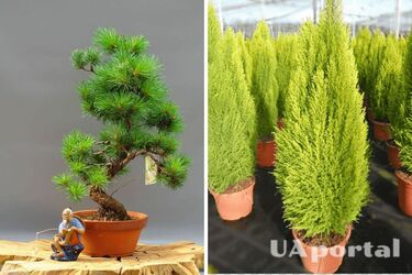 Невероятный аромат и польза для здоровья: топ-5 хвойных растений для дома