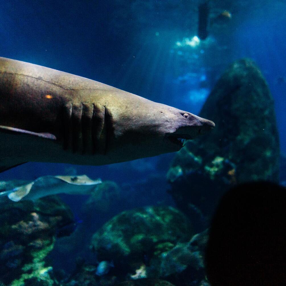 Вблизи Австралии нашли акулу-демона с белыми глазами: как выглядит