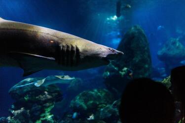 Вблизи Австралии нашли акулу-демона с белыми глазами: как выглядит
