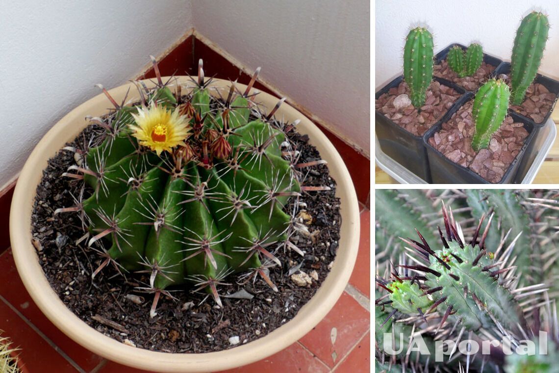 Bringing bad luck: can you keep cacti at home and which species