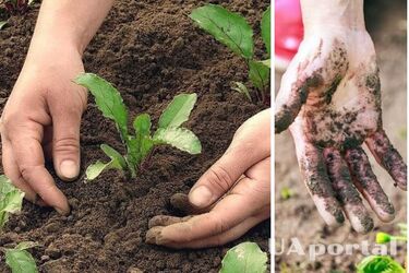 Как отмыть руки после работы на огороде и в саду