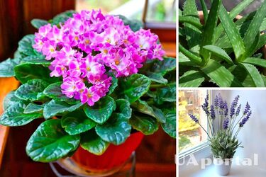 Какие комнатные растения привлекают любовь и счастье в дом