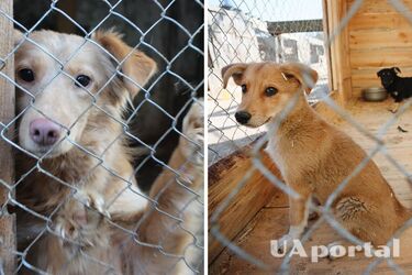 Как выбрать собаку из приюта