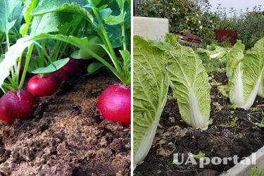 Пекинская капуста и редька: что посадить после чеснока и лука