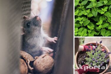Jakie zapachy odstraszają myszy - jak pozbyć się myszy