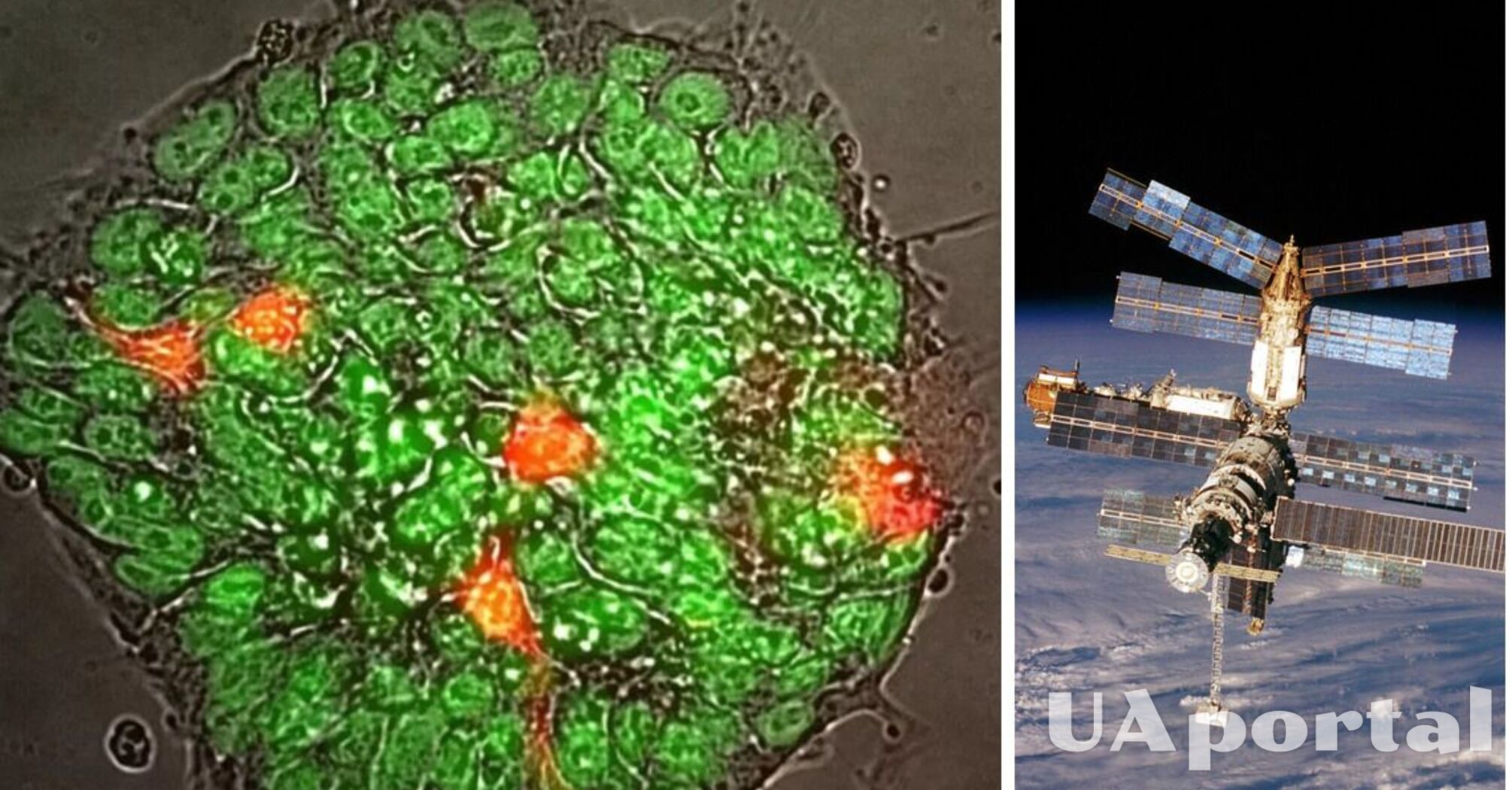 Астронавти приватної місії Axiom Space Ax-2 вперше вирощуватимуть стовбурові клітини в космосі