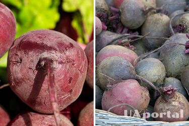 Як зберігати буряк, щоб він не псувався
