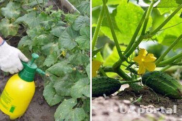 Ламінарія та кава: названо дієві методи підживлення огірків