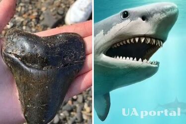 Школярка знайшла на пляжі в Ессексі зуб найбільшої доісторичної акули віком 20 млн років