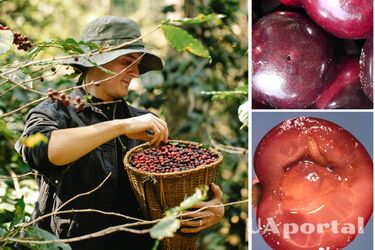 Шкідники тікатимуть подалі: як запобігти появі черв'яків у черешні