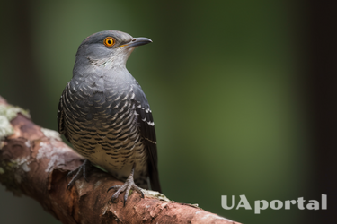 Что значит, если услышишь кукушку: происхождение примет и поверий