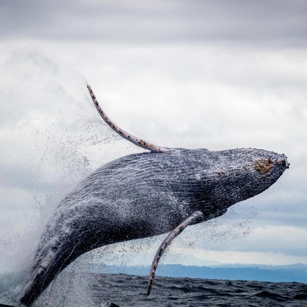 Ученые зафиксировали, как горбатые киты устраивают себе СПА на дне океана (редкие кадры)